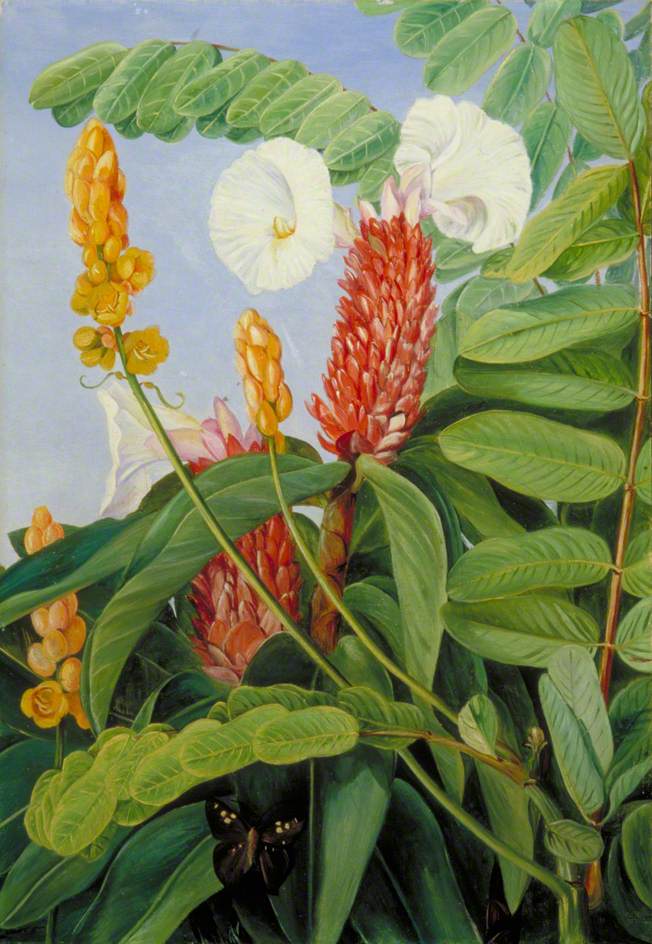 Two Swamp Plants of Java in Flower (1876) – Marianne North Tablo