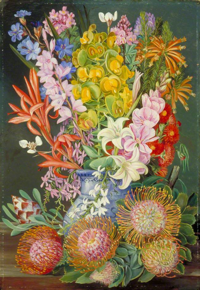 Wild Flowers of Ceres, South Africa (1882) Marianne North tablo - Dekolata
