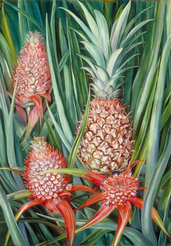 Wild Pine Apple in Flower and Fruit, Borneo (1876) Marianne North tablo - Dekolata