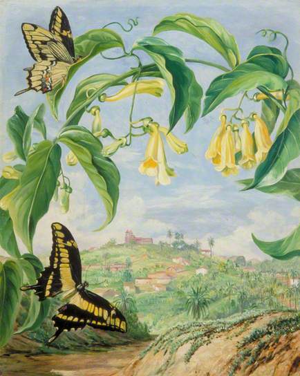 Yellow Bignonia and Swallow Tail Butterflies with a View of Congonhas, Brazil – Marianne North Tablo