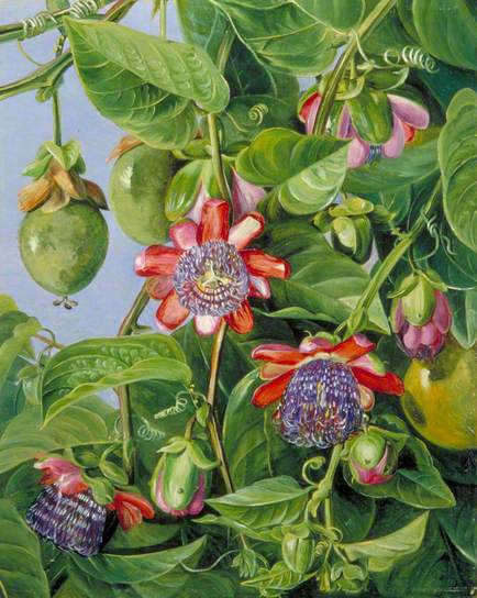 delete Marianne North tablo - Dekolata