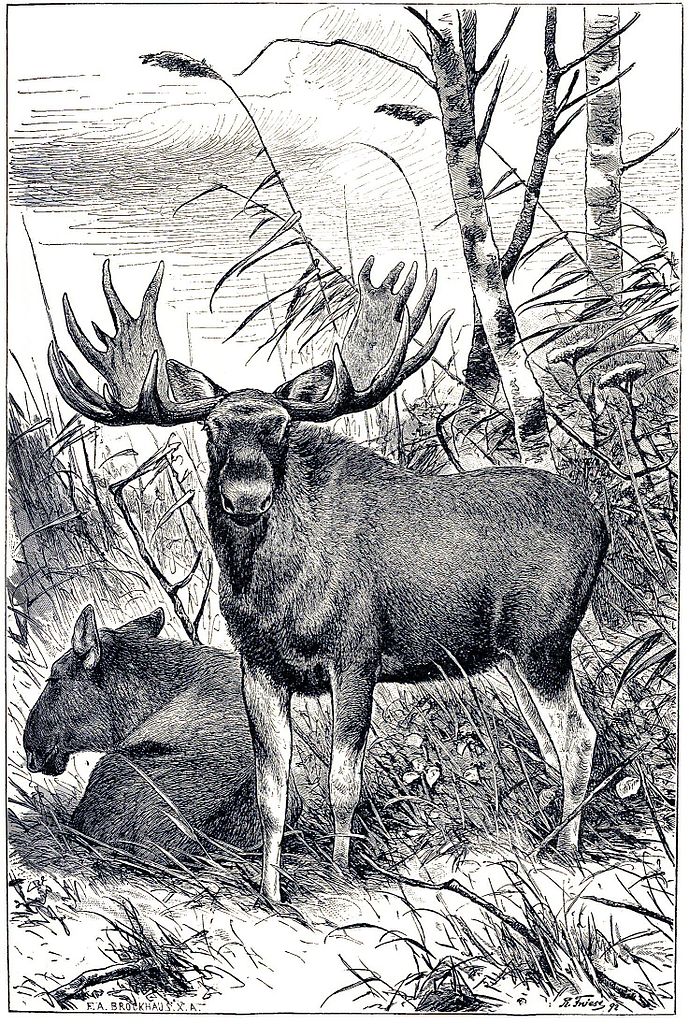 Alces alces Richard Friese tablo - Dekolata