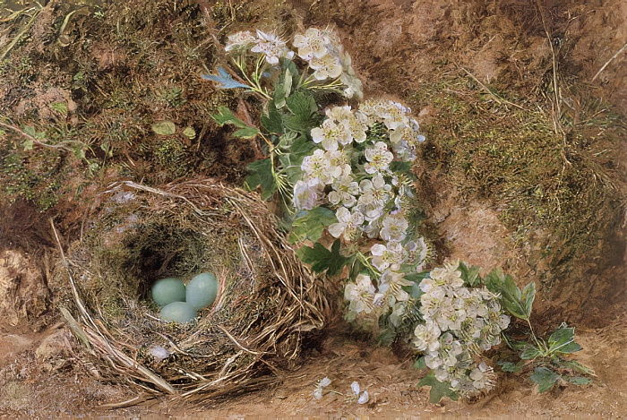 May blossom and a hedge sparrows nest (1845) – William Henry Hunt Tablo