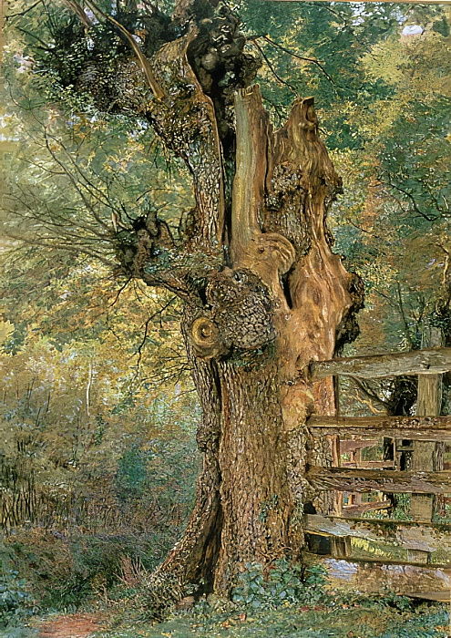 Pollard elm on the edge of the village pound William Henry Hunt tablo - Dekolata