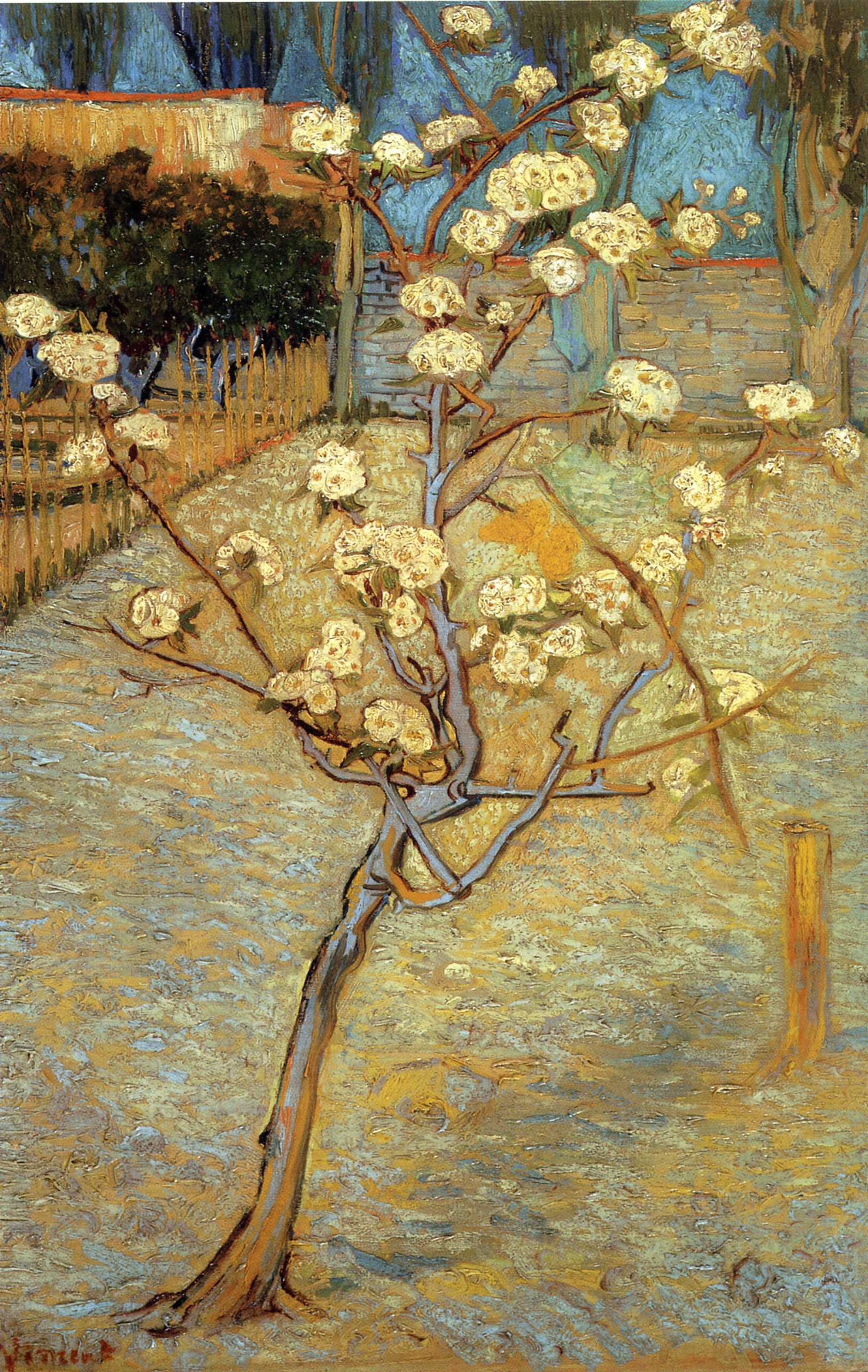 Pear Tree in Blossom (1888) Vincent van Gogh tablo - Dekolata