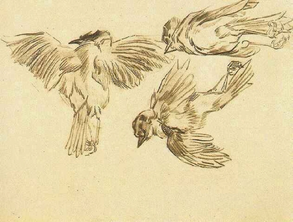 Studies of a Dead Sparrow (1885) Vincent van Gogh tablo - Dekolata