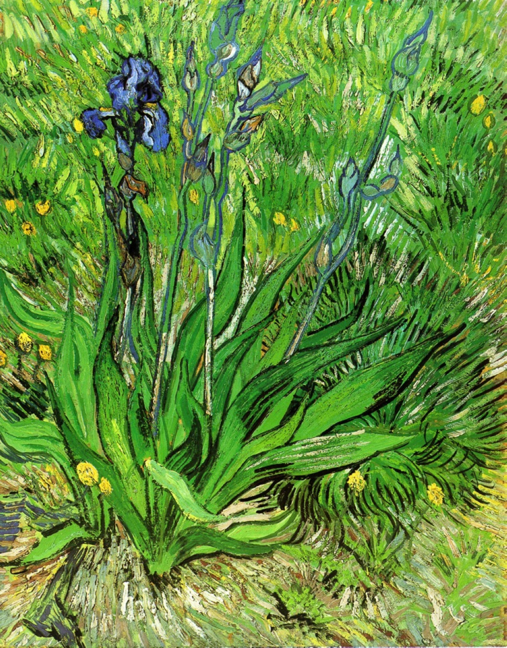 The Iris (1889) Vincent van Gogh tablo - Dekolata