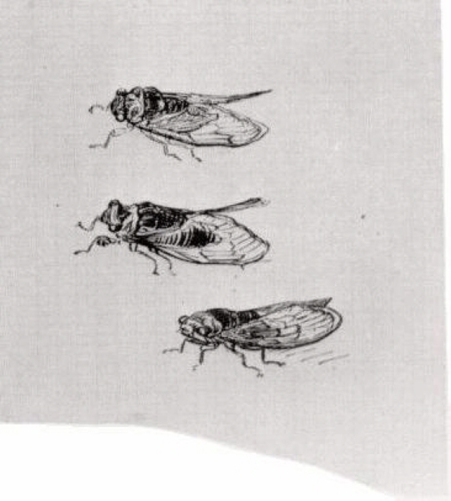 Three Cicadas (1889) – Vincent van Gogh Tablo