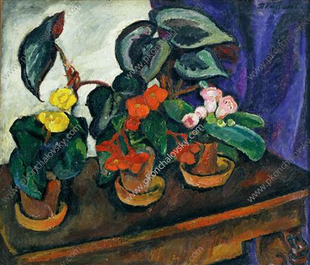 Still Life. Begonias. (1911) Pyotr Konchalovsky tablo - Dekolata