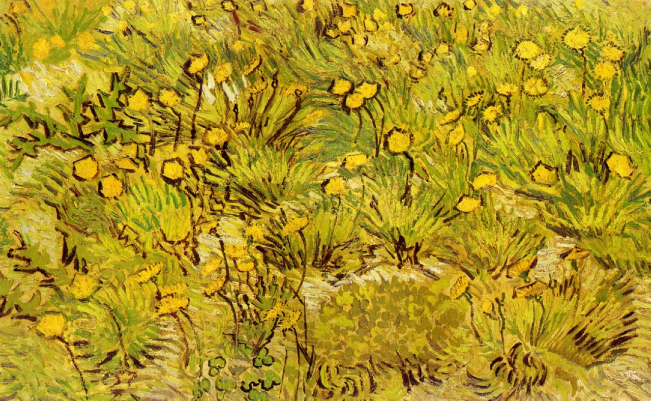 A Field of Yellow Flowers (1889) Vincent van Gogh tablo - Dekolata