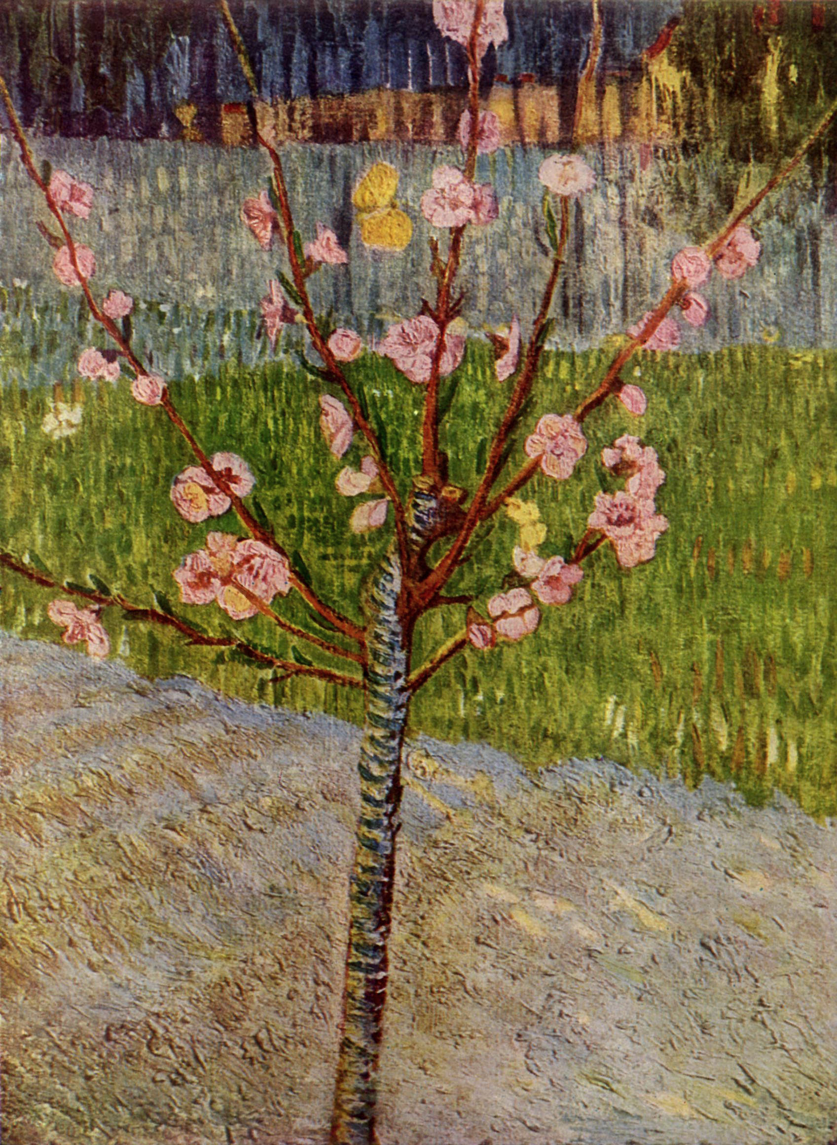 Almond Tree in Blossom (1888) Vincent van Gogh tablo - Dekolata