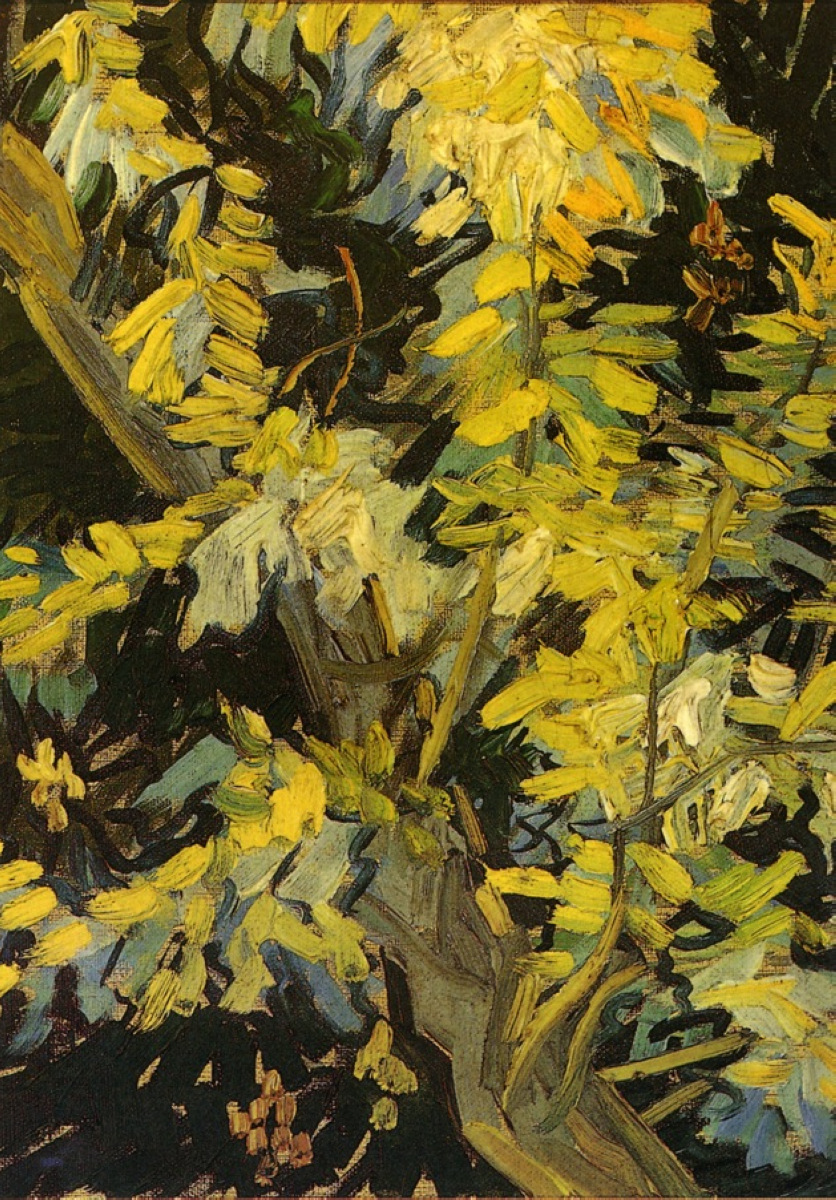 Blossoming Acacia Branches (1890) Vincent van Gogh tablo - Dekolata