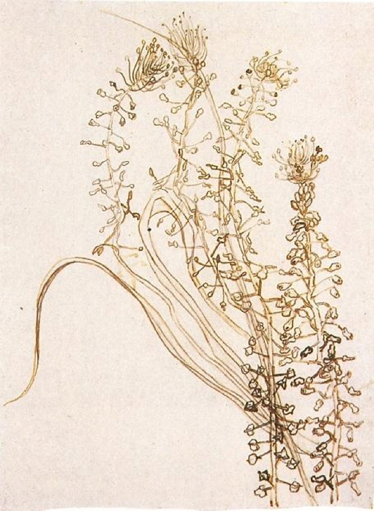 Blossoming Branches (1890) Vincent van Gogh tablo - Dekolata