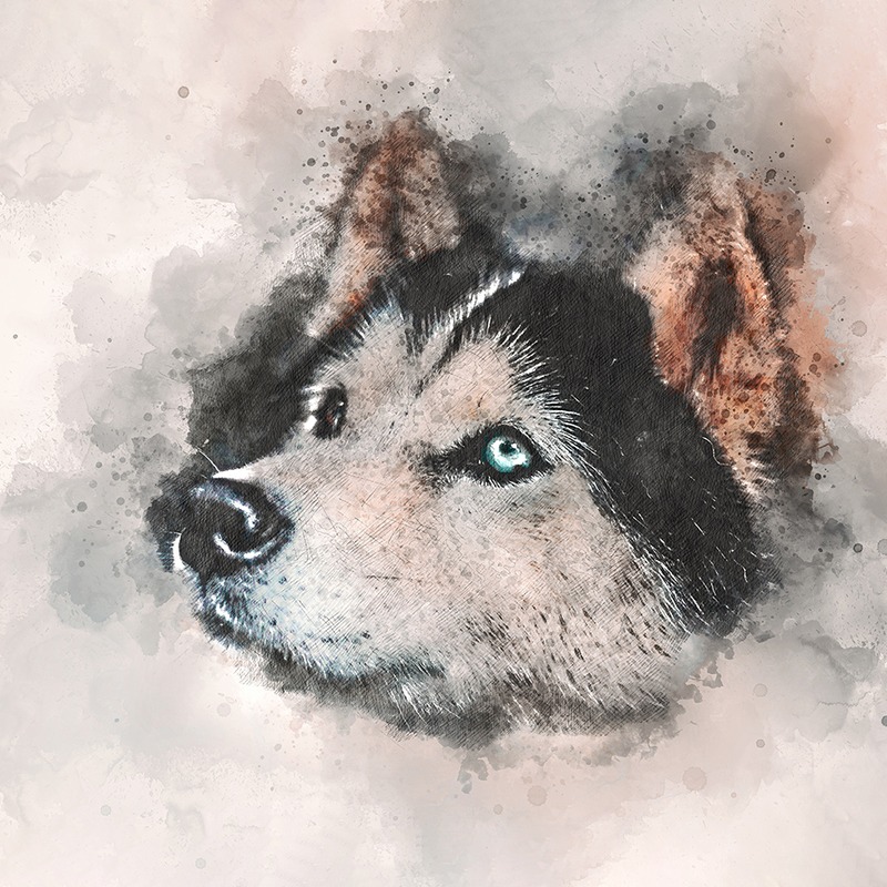 Husky Köpeği Mürekkep Portresi Tablo