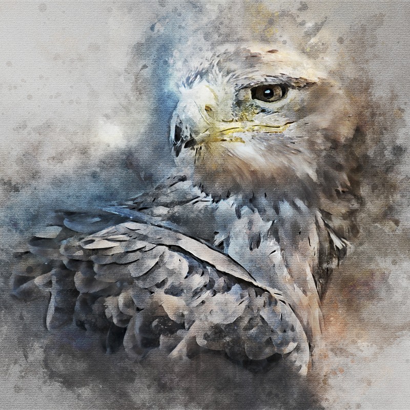 Suluboya Tarzı Kartal Portresi Tablo