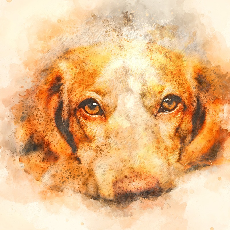 Suluboya Tarzı Köpek Portresi Tablo